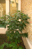 Solanum laciniatum RCP11-07 041.jpg